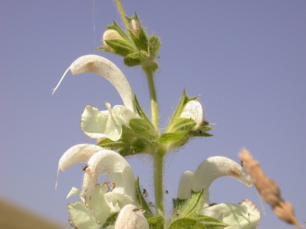 Salvia argentea (quiz)